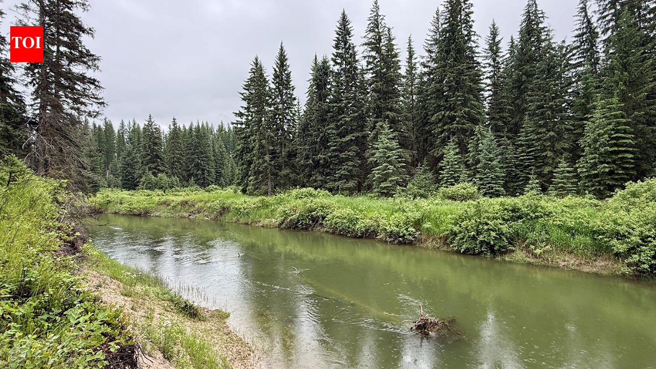 In 2003, a Montana family bought 57 acres along the Stillwater River; after cameras documented bears, wolves and mountain lions, they have permanently protected the property from development