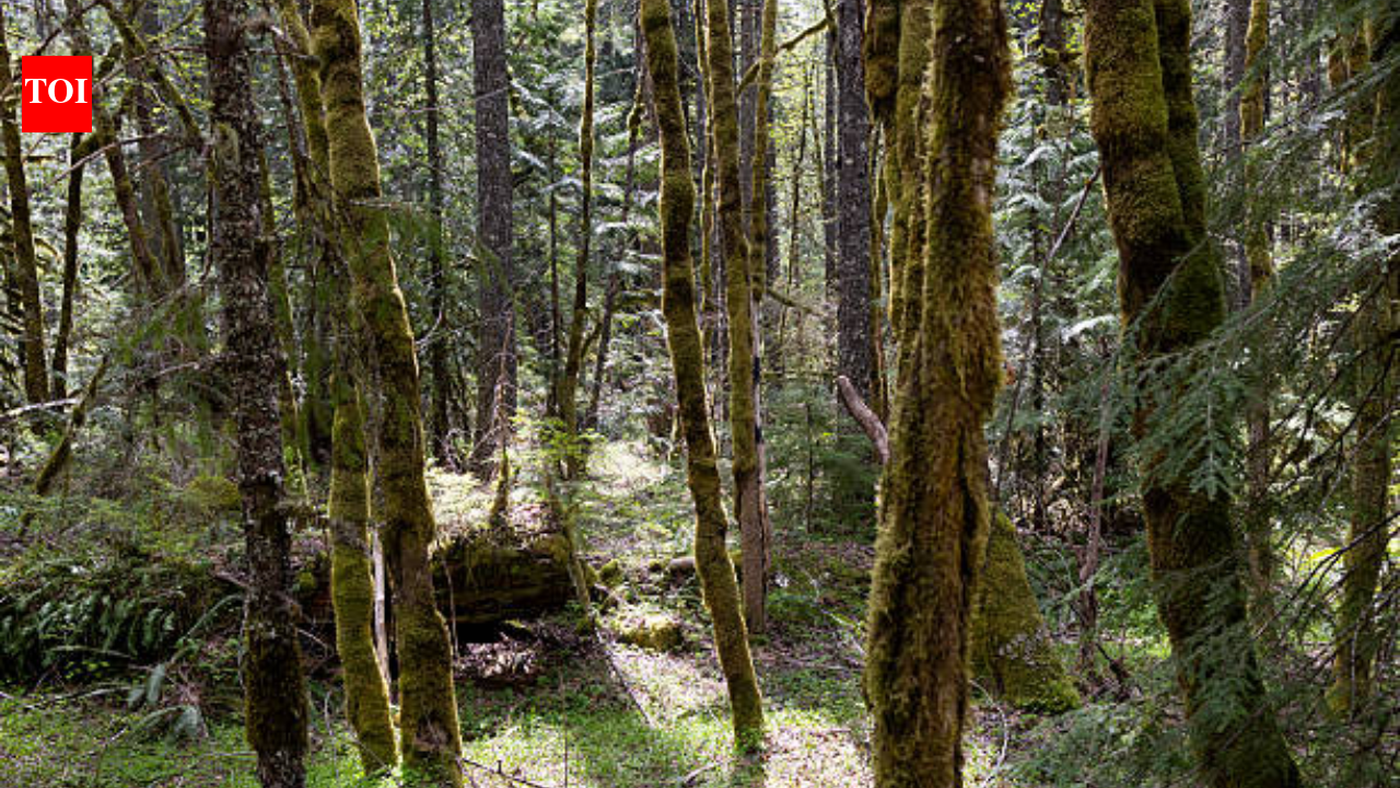 A New Jersey couple spent more than 40 years protecting their 90-acre property from development; after ultimately giving away the entire estate, the land is now a free public preserve with a 201-year-old tree