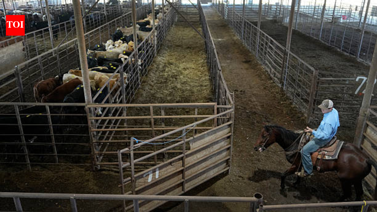 In 1959, Sebastian Scirpo started a Connecticut livestock auction in a rented chicken coop and made $7 on his first commission; 67 years later, his daughters run the state’s last remaining sale barn