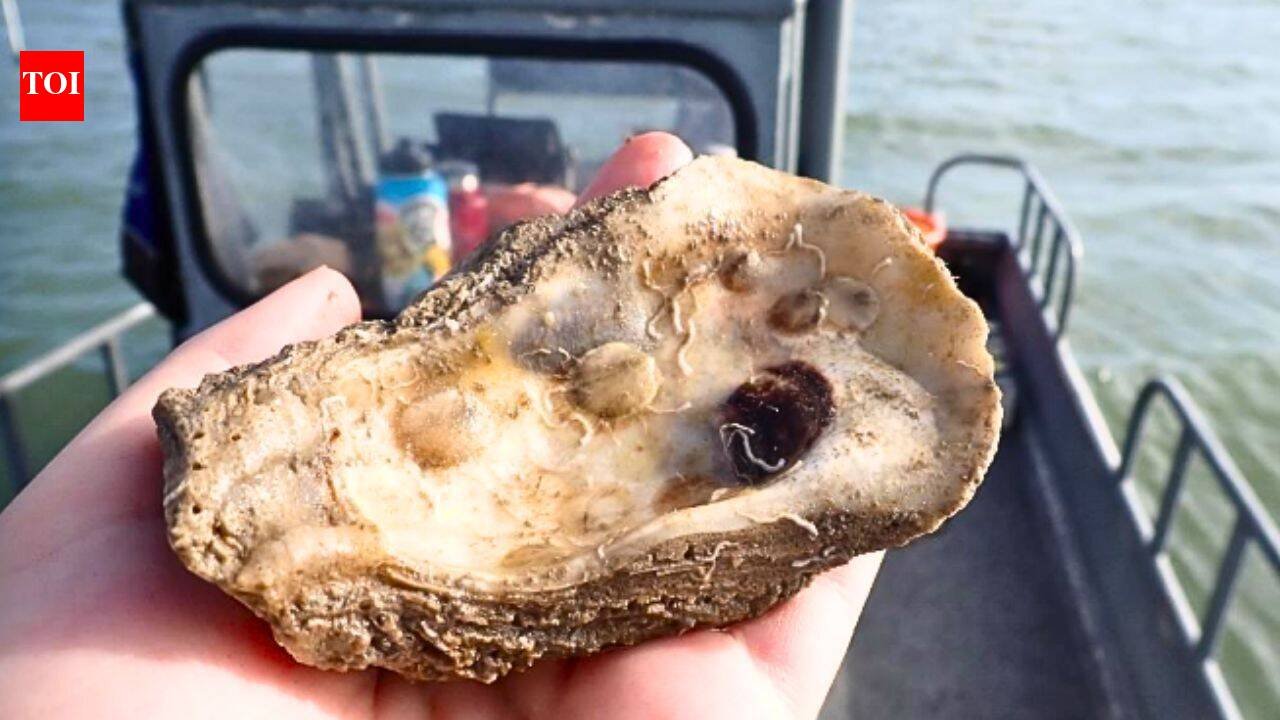 Texas recycled 650,000 pounds of discarded oyster shells to rebuild 4.5 acres of reef in St. Charles Bay | World News