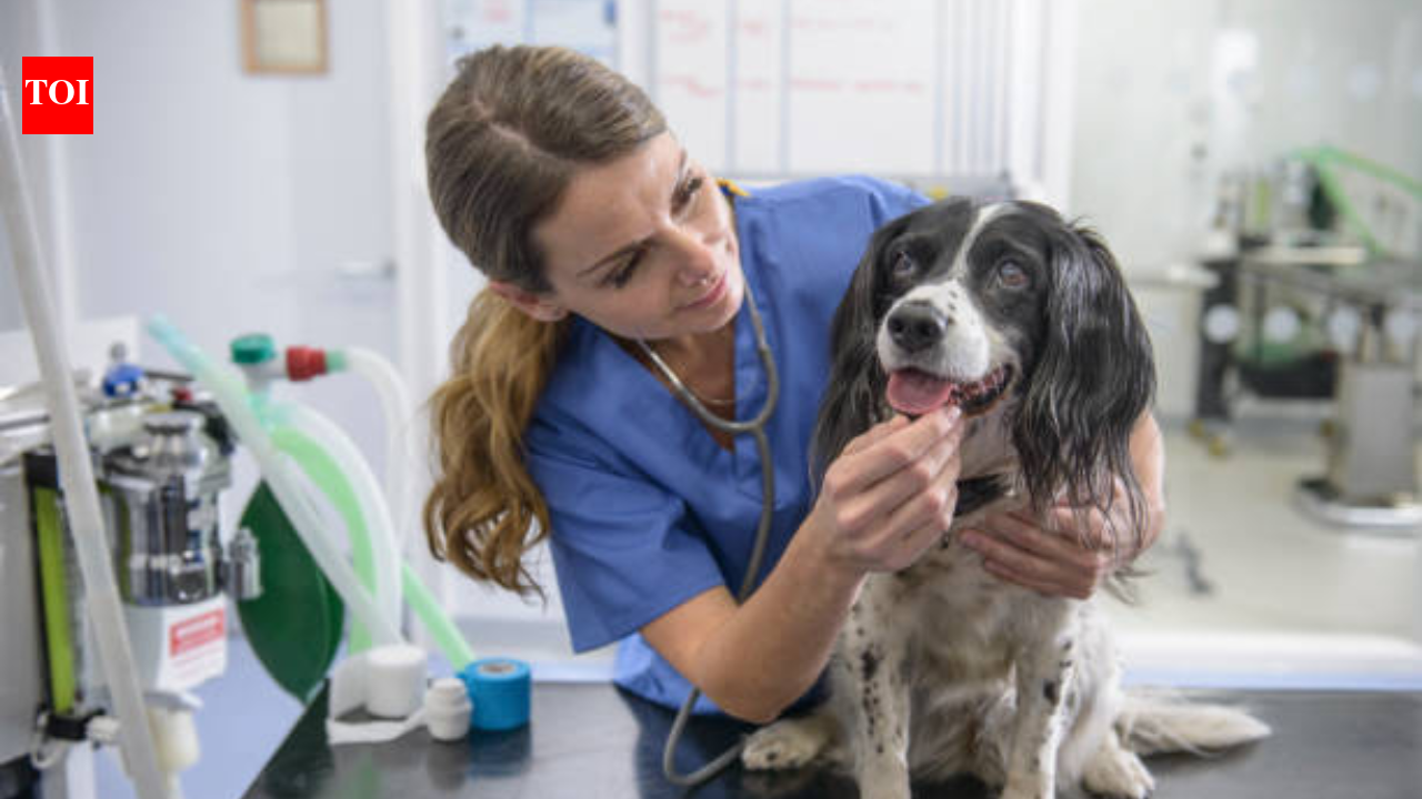 US couple donates $250 million to animal support and welfare organisations, allowing veterinary care access to millions of families and their pets over the next five years