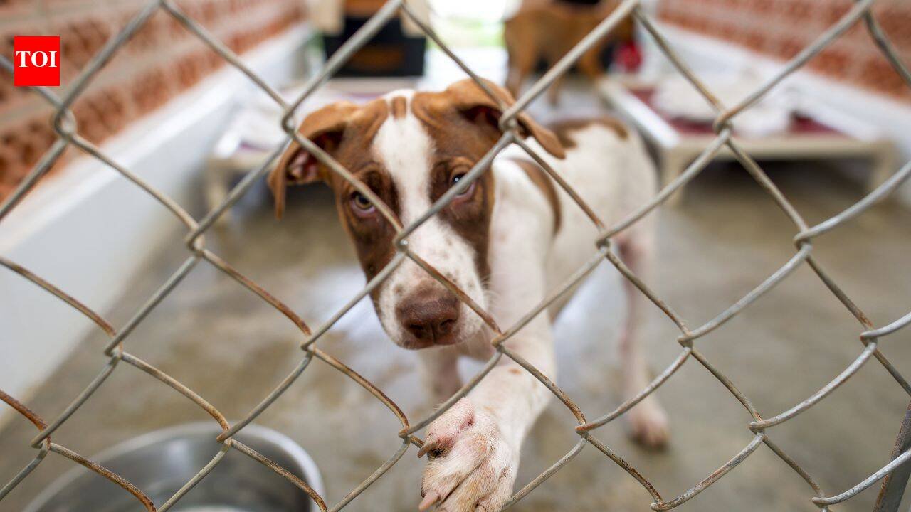 In 2017, June Thomas started rescuing ‘rez dogs’ from her home in Manitoba; after surveying 200 homes and helping sterilise 65+ animals, she has now opened an on-reserve shelter