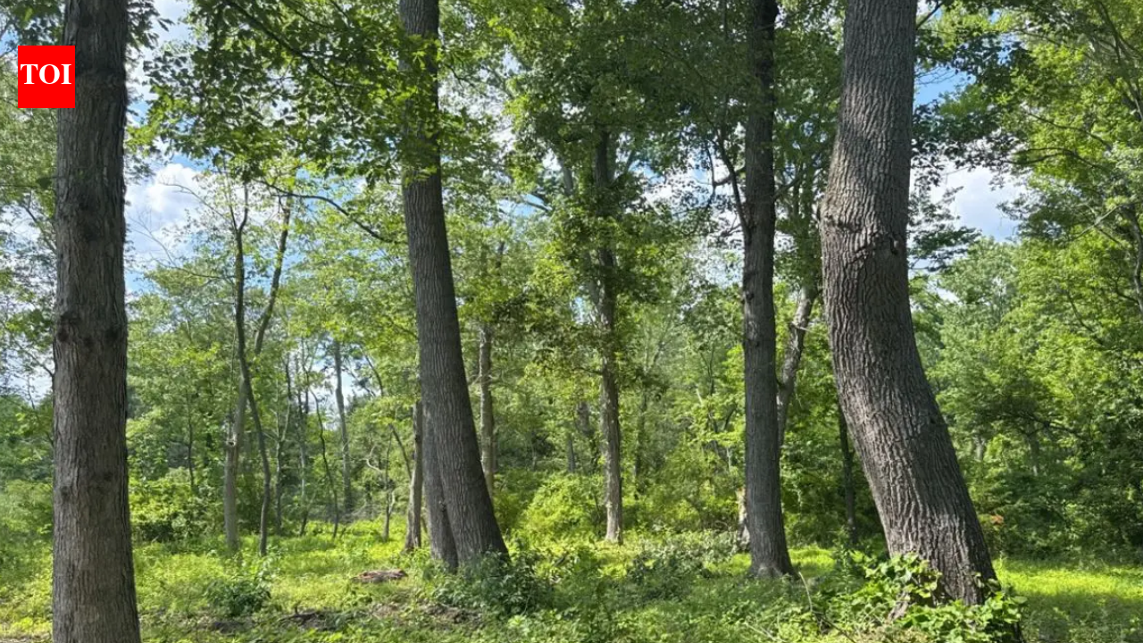 A Pennsylvania family protected a 30-acre farm beside 1,300 acres of preserved land; its mature oaks and hickories now provide habitat for turkeys, bats and hundreds of caterpillar species