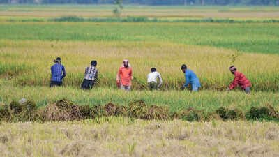 El Nino: ‘Drought, extreme heat, wildfires’: 180+ scientists sound alarm over ‘super’ El Nino | India News