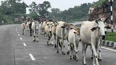 Owners face penalties as govt moves to curb stray cattle on highways, e-ways | India News