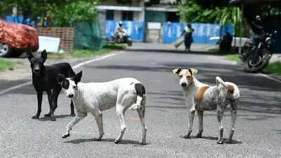 Chile, Bhutan show rabies can be beaten, but India’s 2030 target faces hurdles | India News