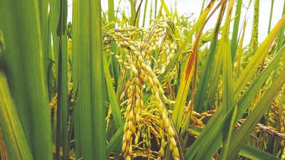 Despite rainfall deficit, kharif acreage above 5-year average | India News