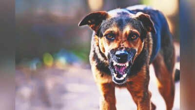 Dog bite ordeal doesn’t end with rabies prophylaxis | India News