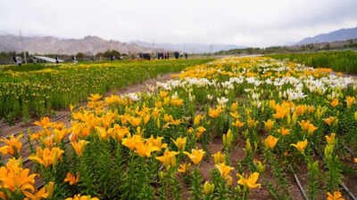 Flowers at 10,600ft: World’s highest twin fields unveiled in Leh | India News