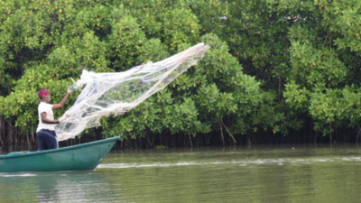 How Gujarat’s villagers turned mangroves into a natural coastal shield | India News