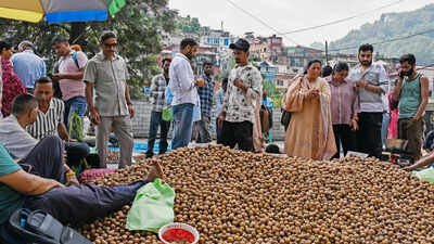 Kashmir cracks walnut success code, turns to medium-sized, grafted trees | India News