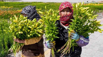 15k Ladakh-grown Liliums set out for national flower markets | India News