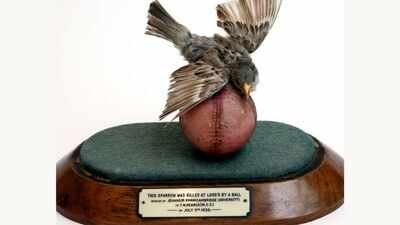 In 1936, an Indian fast bowler’s delivery killed a bird at Lord’s. The bird was stuffed and mounted on the same ball and now sits in the MCC Museum | Cricket News