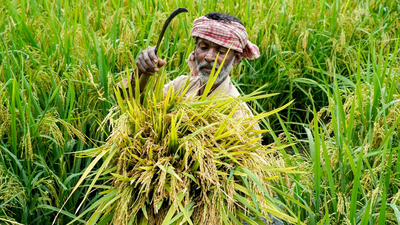Centre discusses drought measures to protect Rabi crops in the country | India News