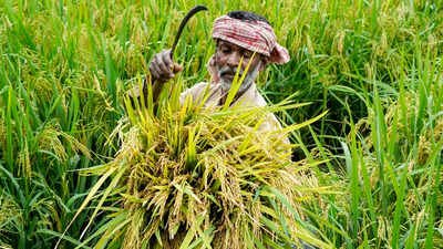 Government mulls steps to save rabi crops from drought | India News