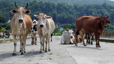 Animal shelters to cost 7,000 crore, can’t build them, NHAI tells SC | India News