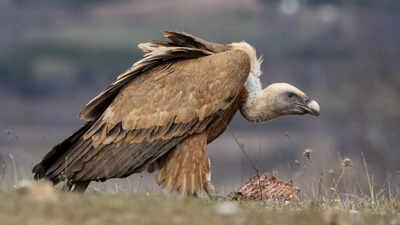 India intensifies efforts for vulture conservation, Bhupender Yadav calls for creating vulture safe zones | India News