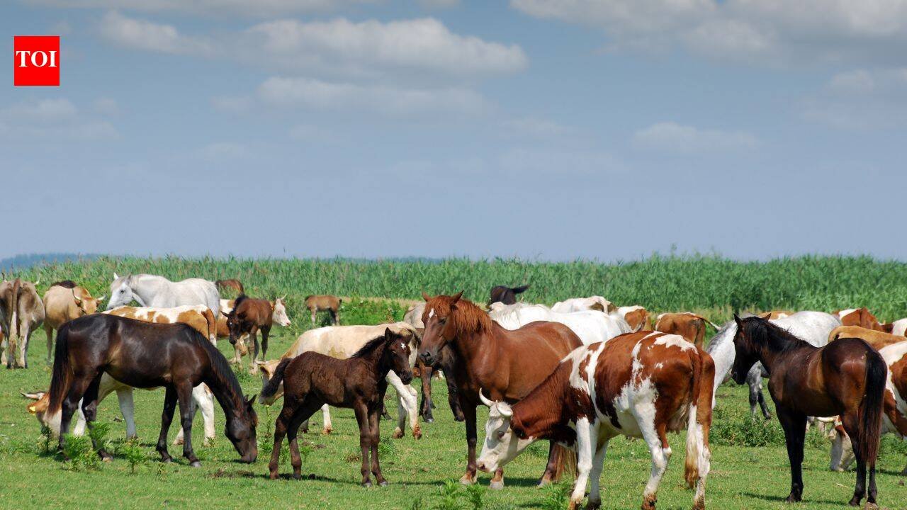 A South Carolina family raised cattle and horses on its farm for generations; in 2025, it permanently protected 2,000 acres from development in the largest such deal in Laurens County’s history