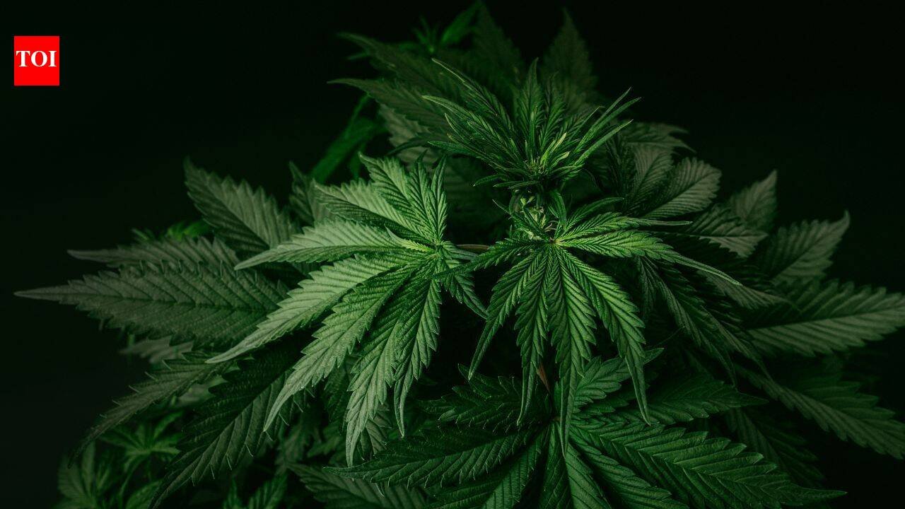 In 2021, a California couple bought a home and faced more than $1 million in fines linked to the previous owner’s cannabis operation; five years later, a settlement cleared the disputed penalties