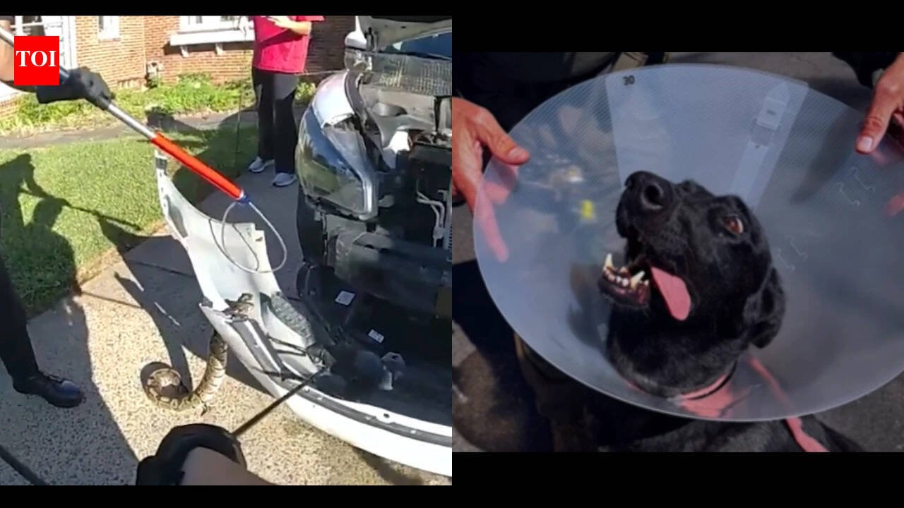 3-ft python in car, runaway pig, knife-wielding crab: 5 stange stories from US you missed