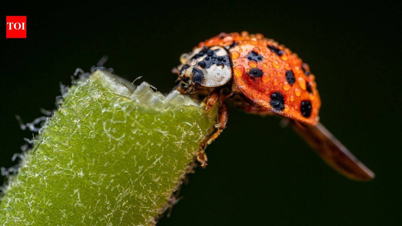 In 1916, the US began releasing Asian lady beetles to control aphids and scale insects; decades later Harmonia axyridis became invasive and was linked to declines of native ladybirds