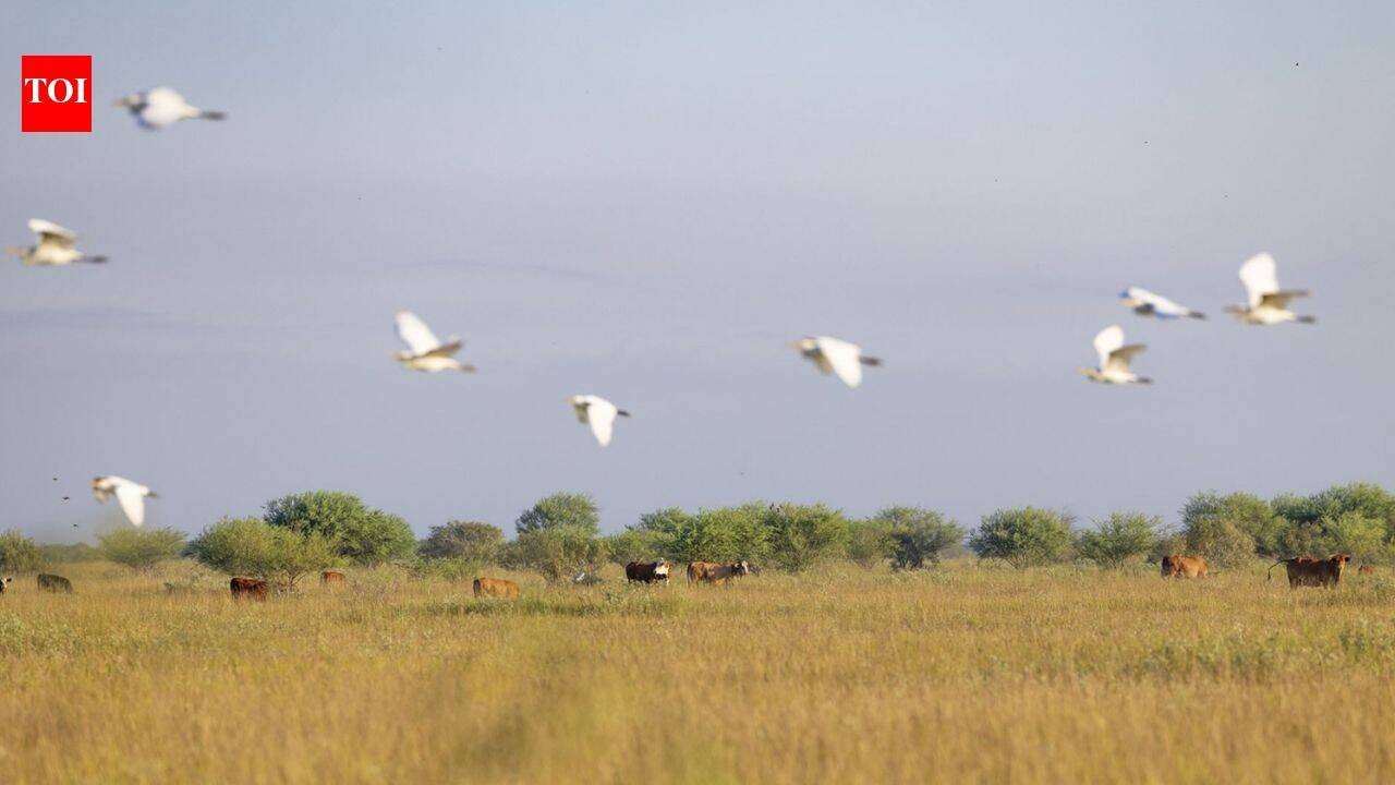 In 1834, the O’Connor family’s Texas ranching legacy began; 191 years later, an $8.863 million deal protected 6,409 acres of coastal prairie while keeping it a working cattle ranch