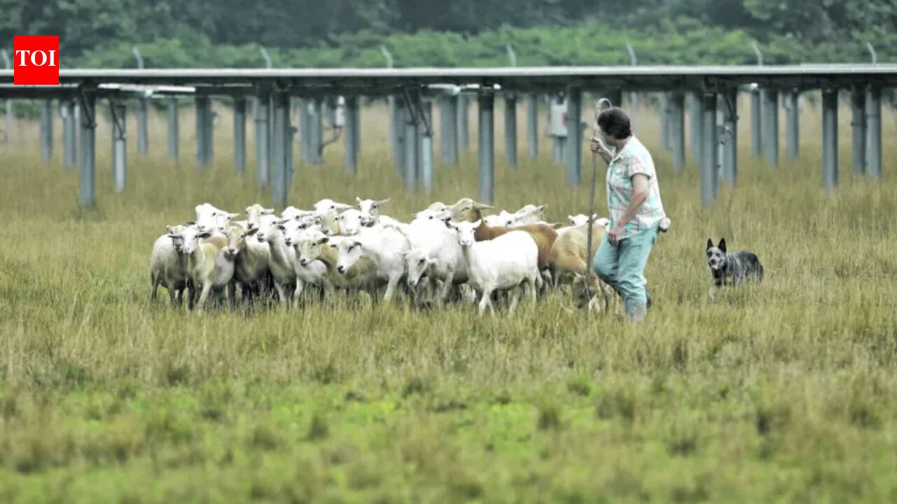 In 2013, a New Jersey teacher saw workers mowing a solar field near home and asked to bring in her sheep; by 2021, her flock had grown from 50 sheep on 15 solar acres to 450 sheep managing 85 acres