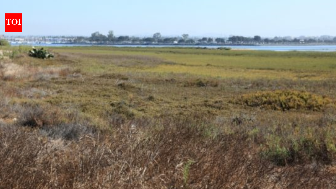 In 2011, California completed a 300-acre restoration of former San Diego salt ponds; five-year monitoring later documented 80 bird, 22 fish and 10 invertebrate species