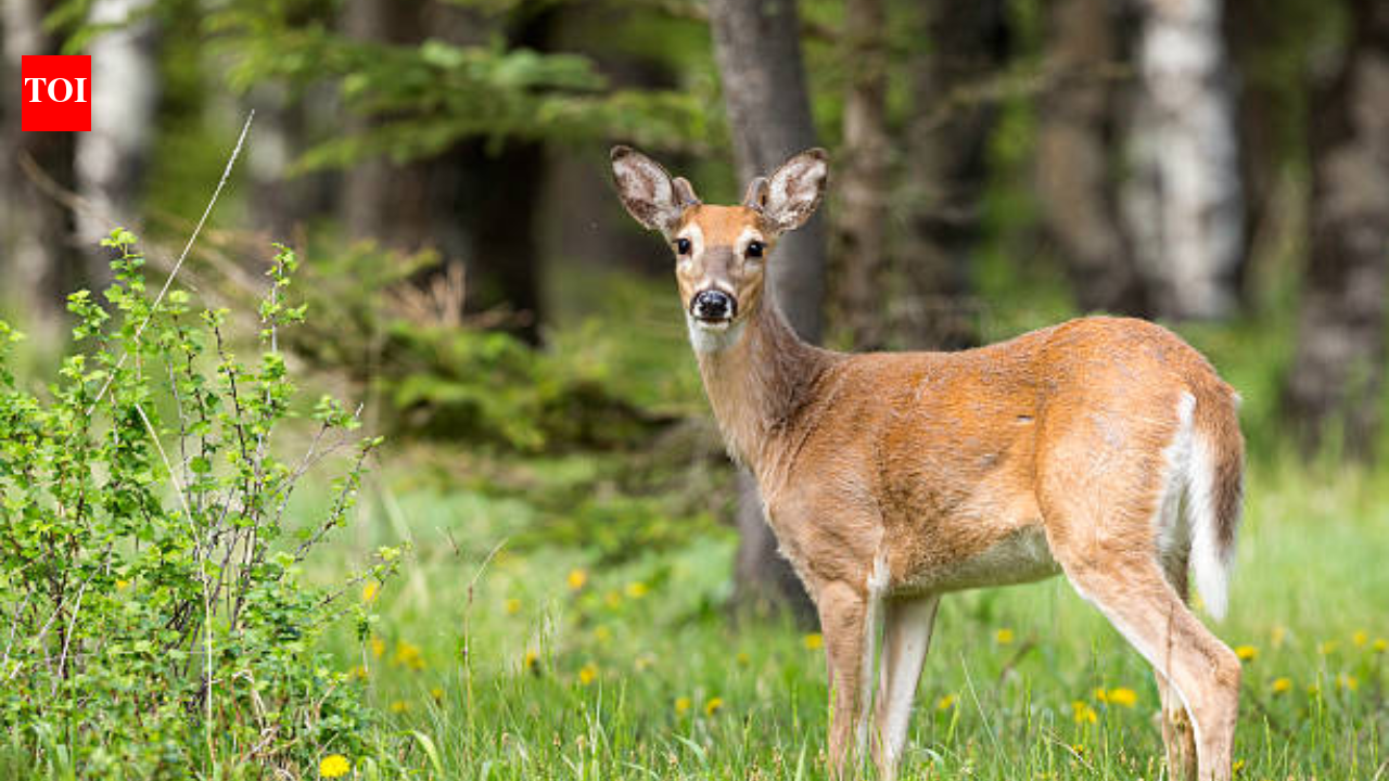 In 1992, Mike and Dana Blevins bought a 300-acre Missouri property where cattle and heavy hunting had damaged the deer habitat; 34 years later, their restoration work has helped turn the land into a managed refuge for a thriving herd