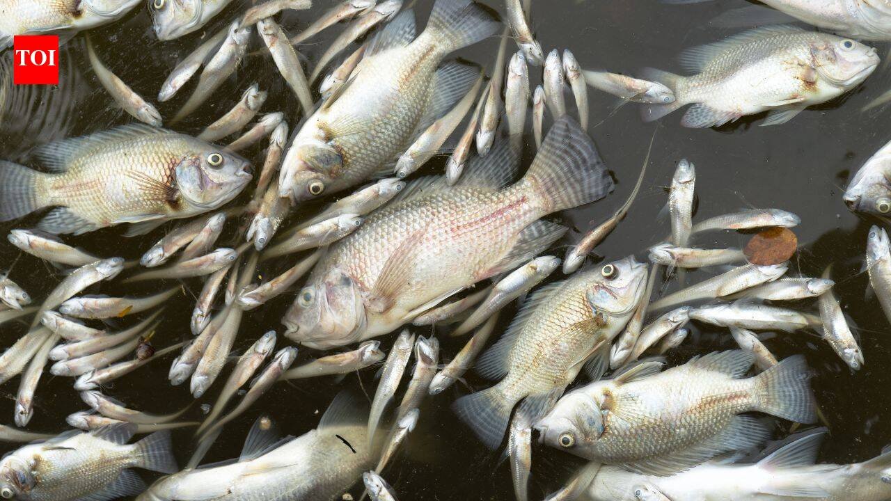 A manure-lagoon overflow at a Maryland dairy farm killed nearly 11,000 fish across 25 species, state officials say; the farm already faces a pollution lawsuit and a civil-contempt request over alleged violations
