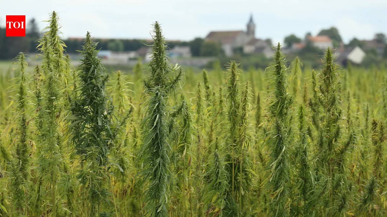 In 2021, Georgia police aircraft destroyed $37,000 worth of legal hemp; six years later, Supreme Court revives grower’s claim, overturning 60-year-old precedent