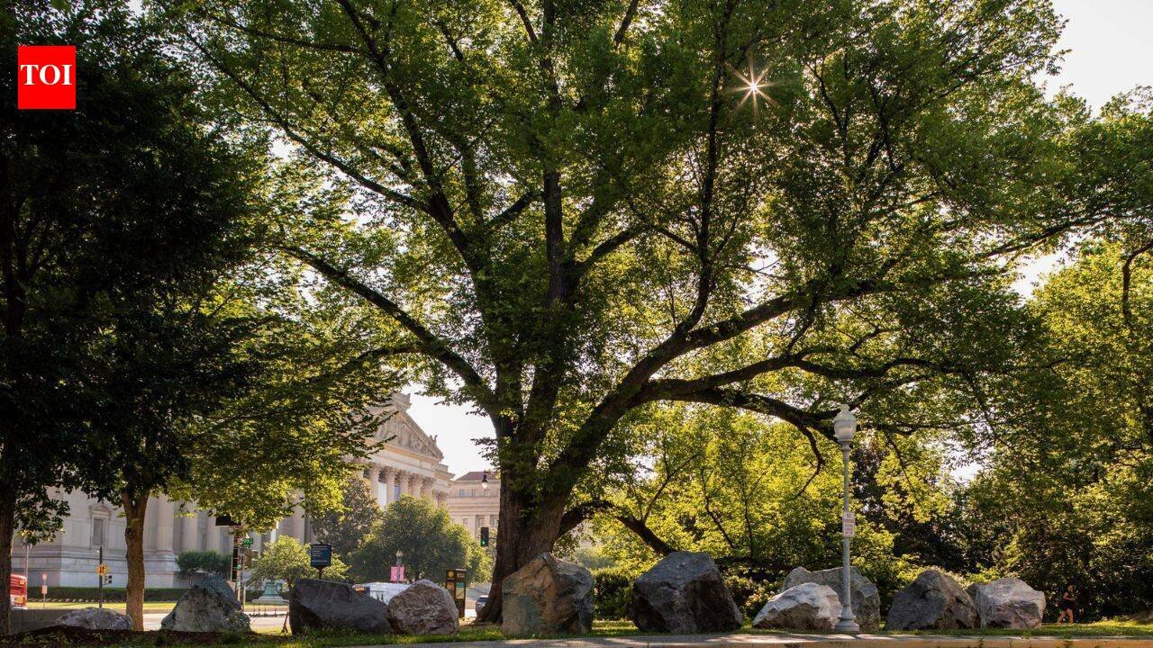 An American elm has stood for more than 150 years and witnessed 33 US presidents despite the disease that wiped out millions of these trees | World News