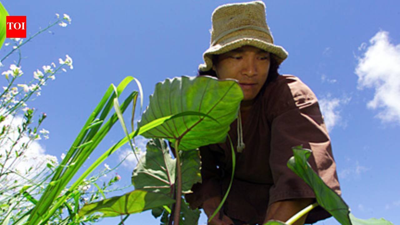 Jason Scott Lee bought 25 acres of damaged Hawaiian land littered with car parts and paint cans; the Hollywood actor built a simple home, grew his own food and worked to bring back the rainforest