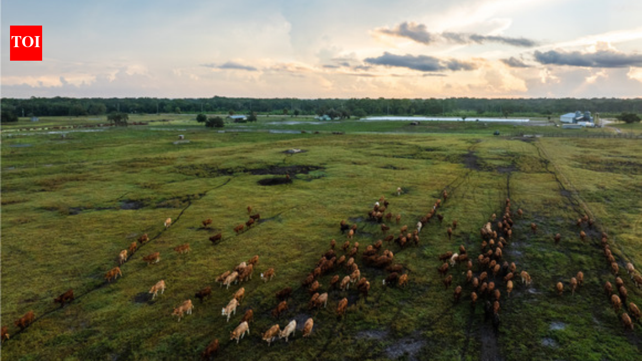 A Florida family kept a 498-acre cattle operation for generations as development spread around it; the ranch is now permanently protected through a $7.48 million conservation easement | World News