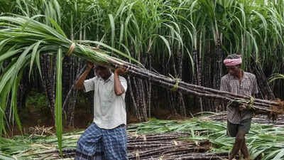 Panel to address grievances of sugarcane growers | India News
