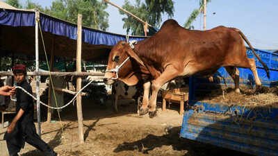 Can’t invoke anti-slaughter law in case of mere illegal cattle transportation: SC | India News