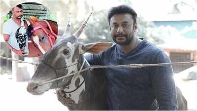 Inside Darshan Thoogudeepa’s Mysuru farmhouse and farm life: ‘The Devil’ star raises HORSES and RARE CATTLE | Kannada Movie News