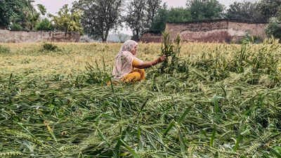 Uttarakhand CM announces relief for hailstorm-affected farmers | India News
