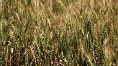 Farm groups protest low Rabi MSP hike, call it an insult | India News